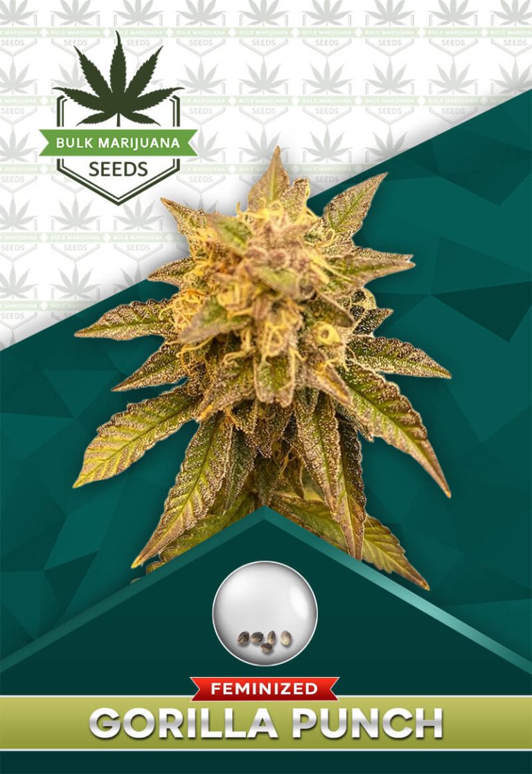 Gorilla Punch Strain Feminized
