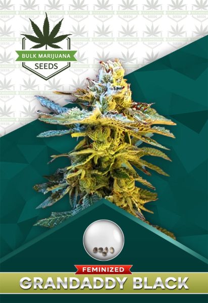 Grandaddy Black Strain Feminized