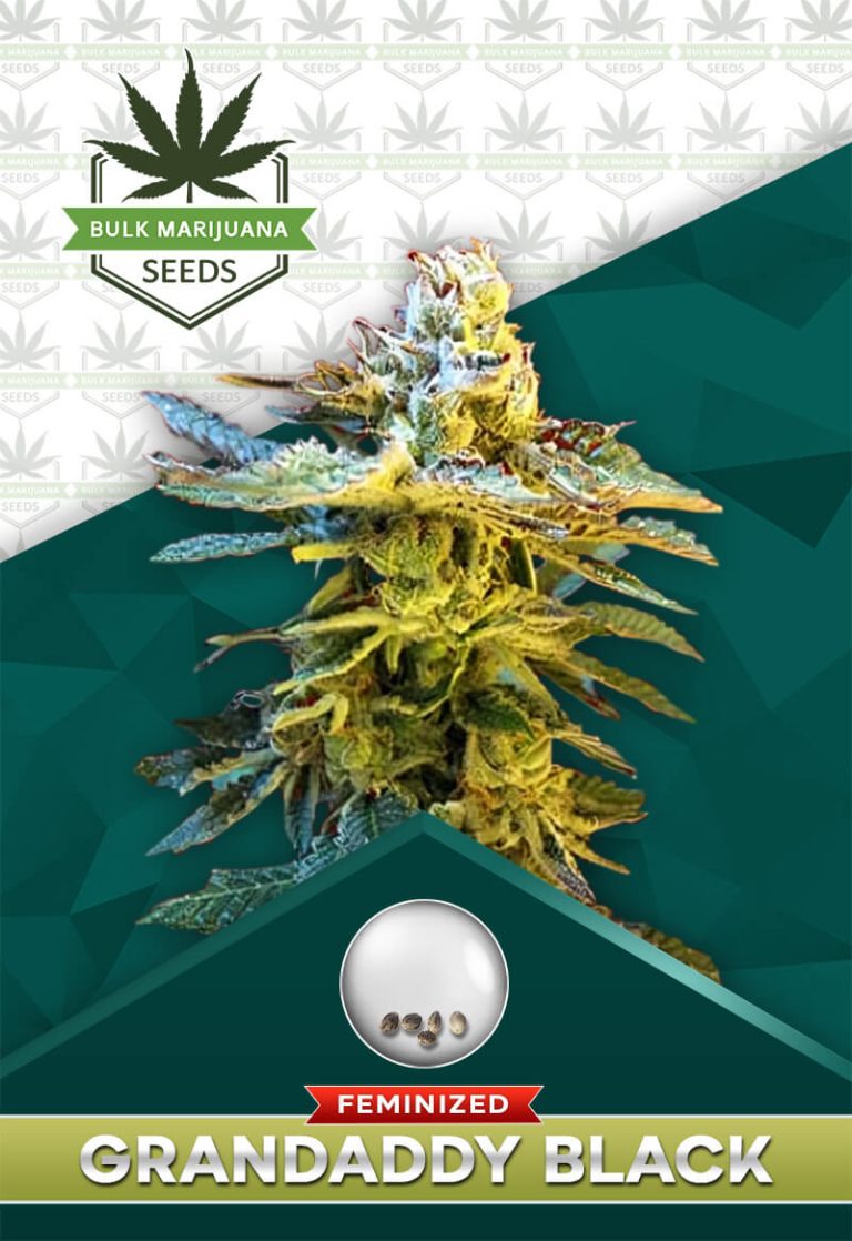 Grandaddy Black Strain Feminized