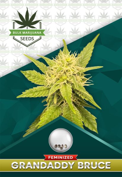 Grandaddy Bruce Strain Feminized Marijuana Seeds