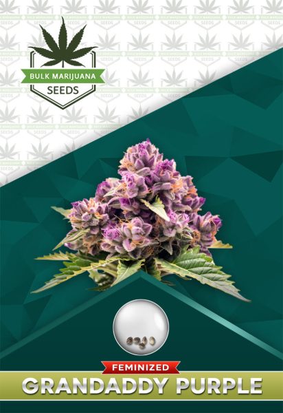 Granddaddy Purple Strain Feminized