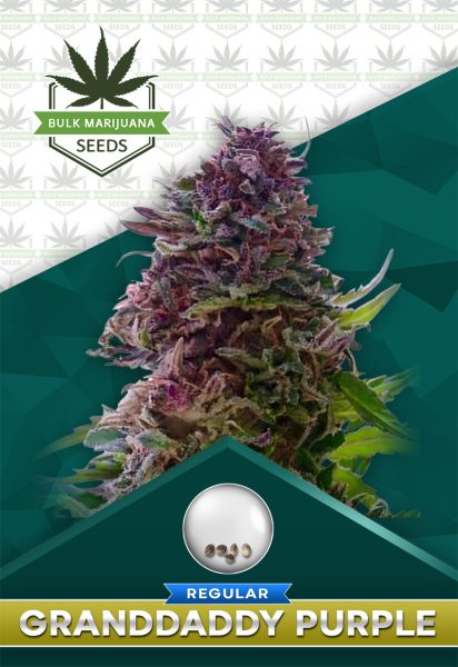 Granddaddy Purple Strain Regular Marijuana Seeds