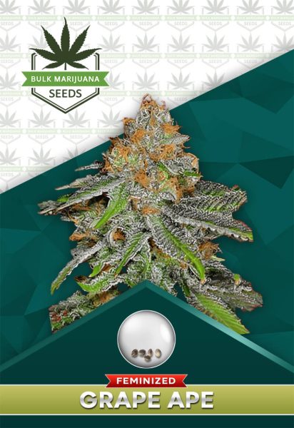 Grape Ape Strain Feminized