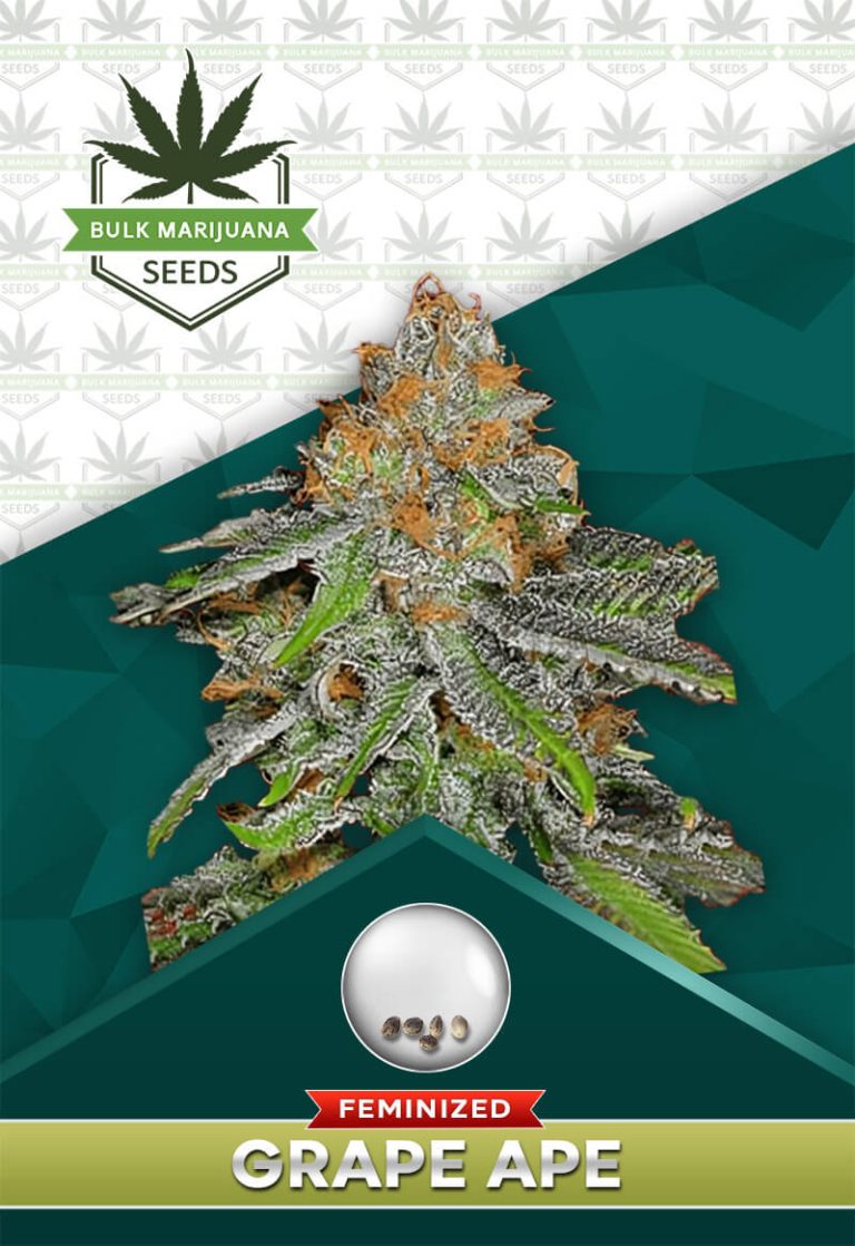 Grape Ape Strain Feminized