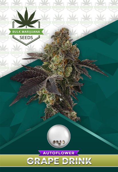 Grape Drink Strain Autoflowering