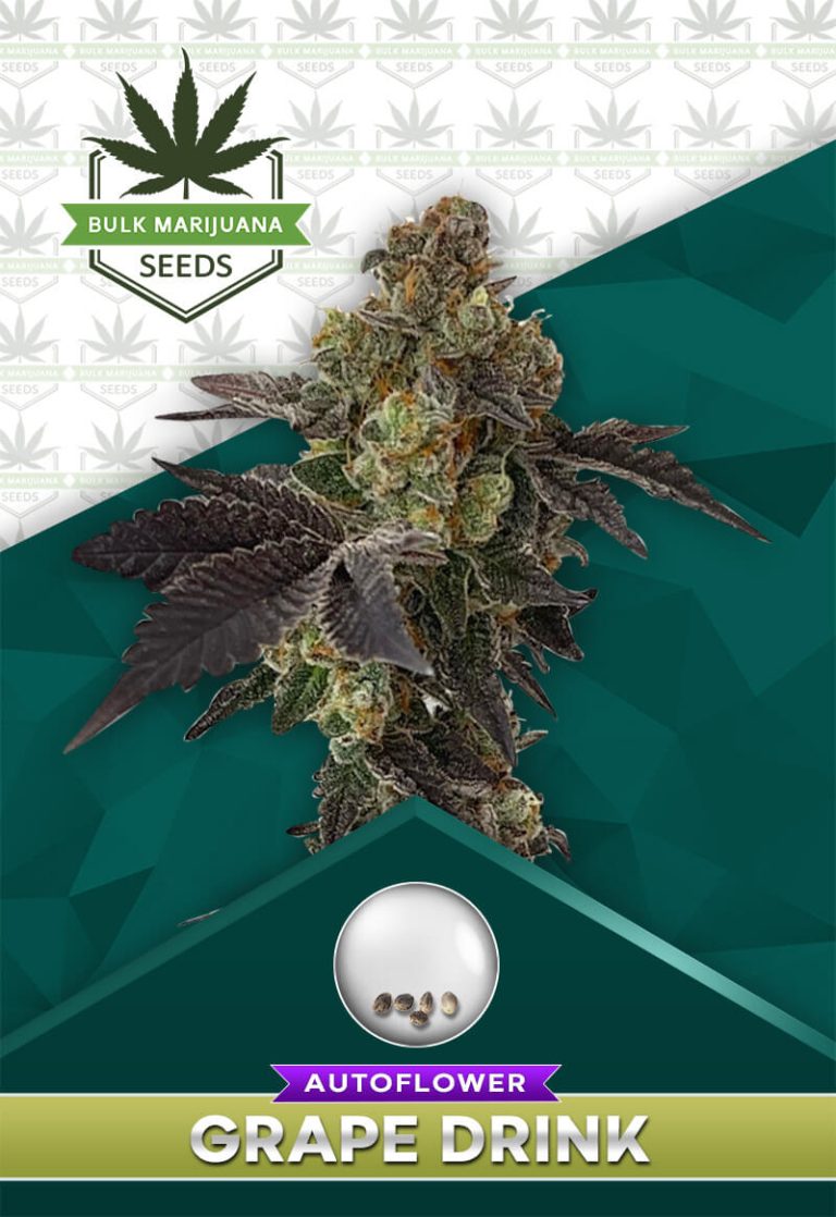 Grape Drink Strain Autoflowering