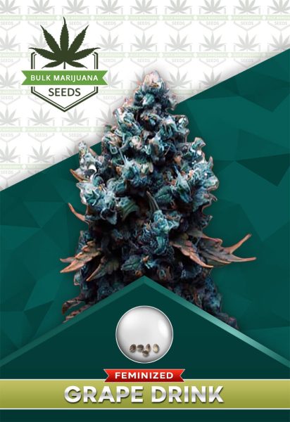 Grape Drink Strain Feminized
