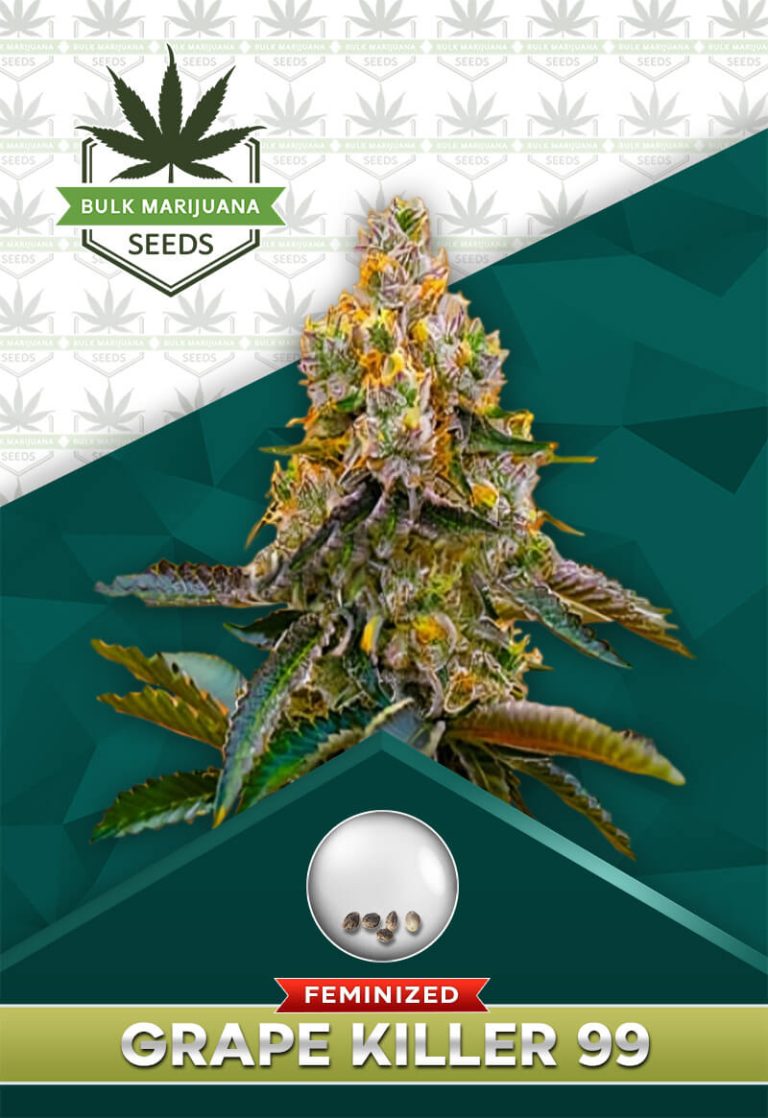 Grape Killer 99 Strain Feminized