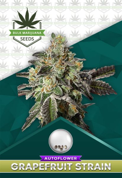 Grapefruit Strain Autoflower