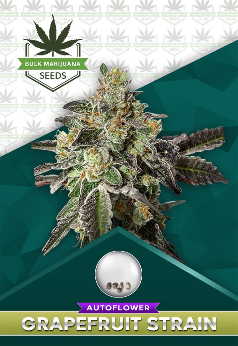 Grapefruit Strain Autoflower