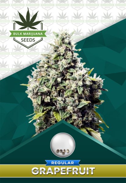 Grapefruit Strain Regular Marijuana Seeds