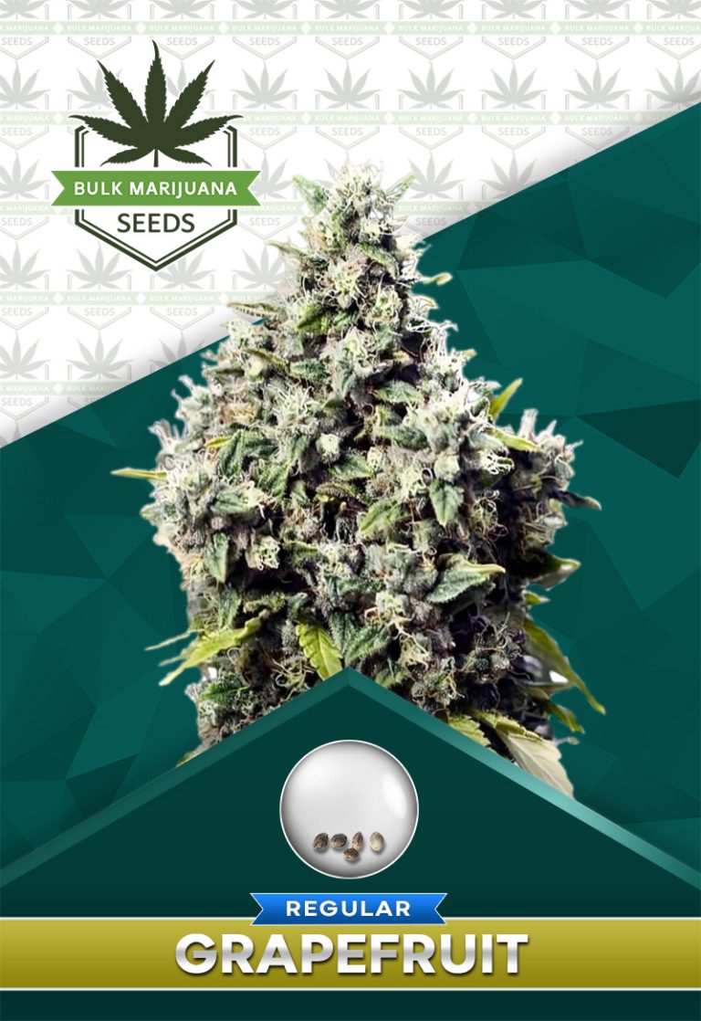 Grapefruit Strain Regular Marijuana Seeds