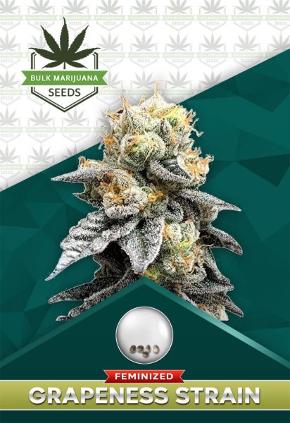 Grapeness Strain Feminized