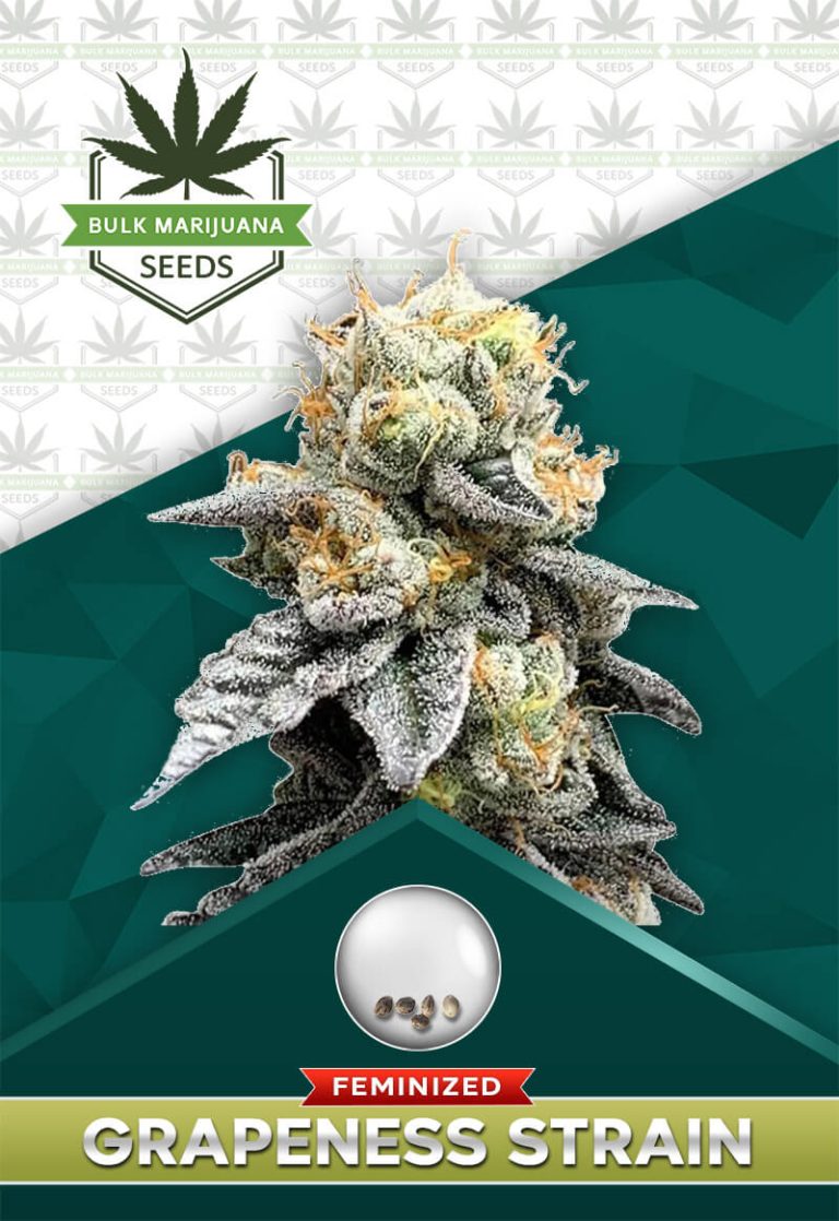 Grapeness Strain Feminized