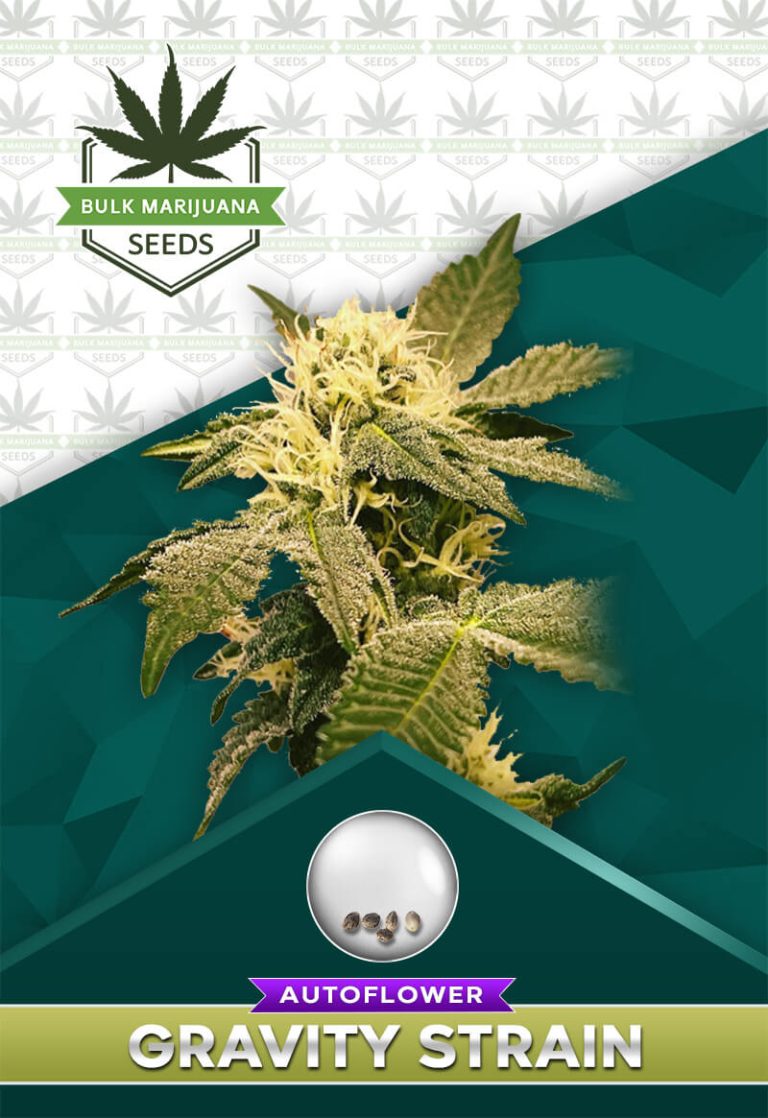 Gravity Strain Autoflowering