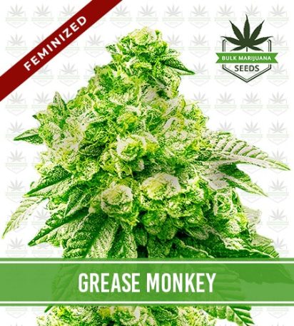 Grease Monkey Strain Feminized
