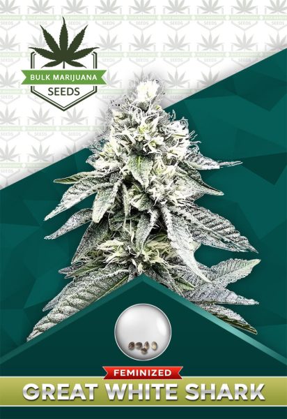 Great White Shark Strain Feminized