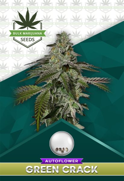 Green Crack Strain Autoflowering