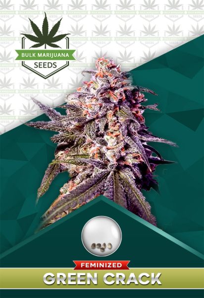 Green Crack Strain Feminized