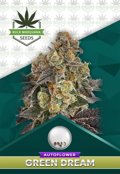 Green Dream Strain Autoflowering