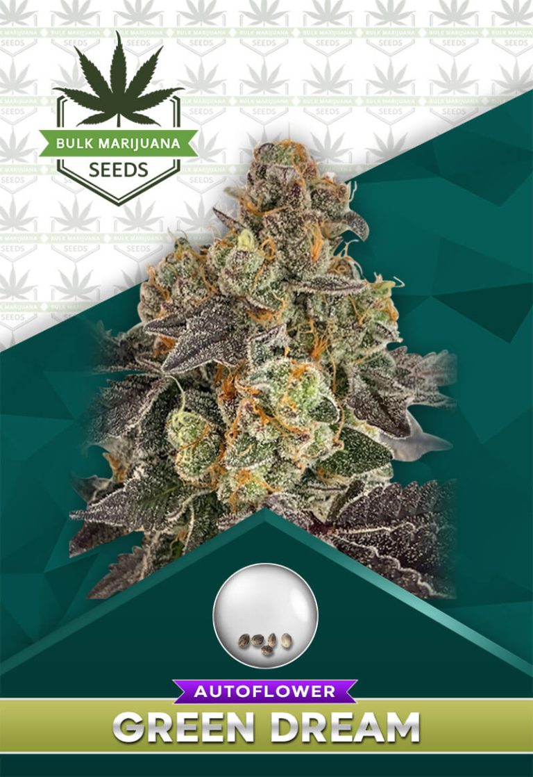 Green Dream Strain Autoflowering