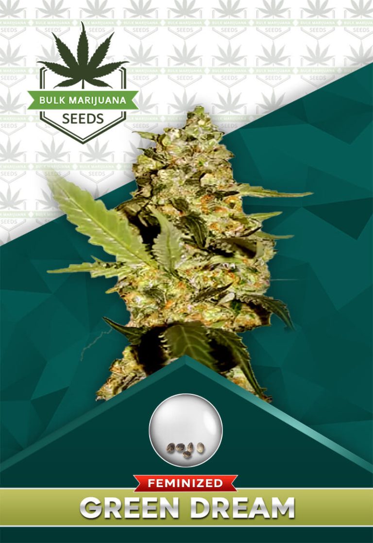 Green Dream Strain Feminized