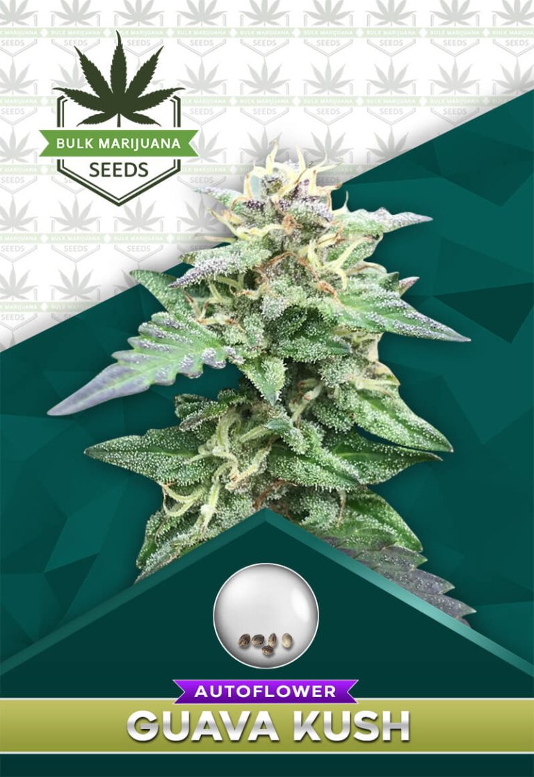 Guava Kush