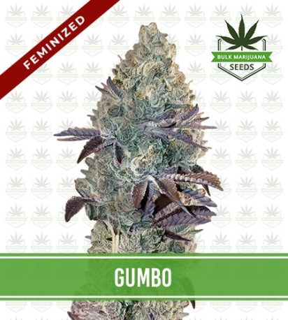Gumbo Strain Feminized