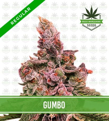 Gumbo Strain Regular