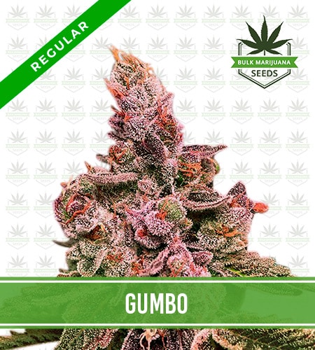 Gumbo Strain Regular