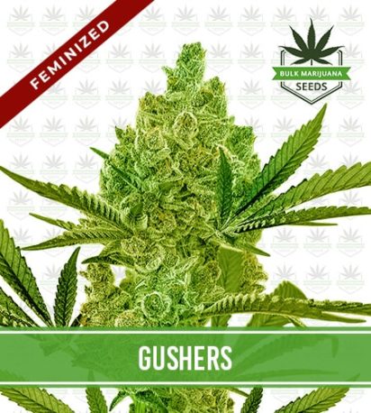 Gushers Strain Feminized Fast Version