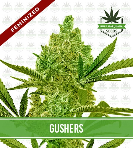 Gushers Strain Feminized Fast Version