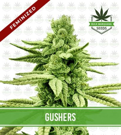 Gushers Strain Feminized