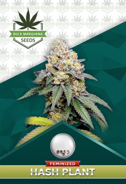 Hash Plant Strain Feminized