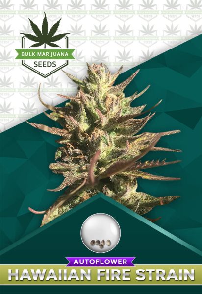 Hawaiian Fire Strain