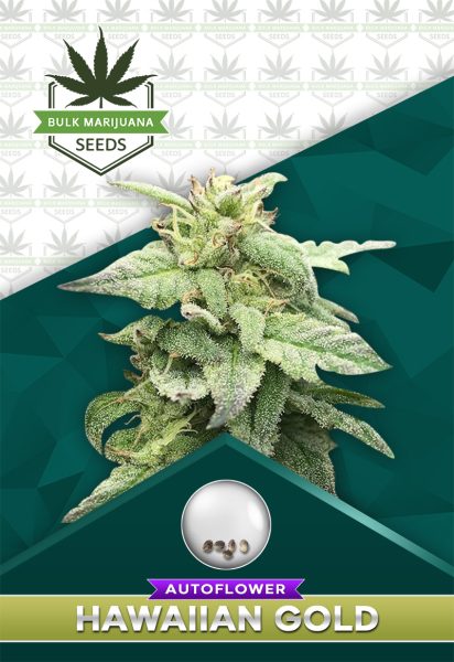 Hawaiian Gold Strain