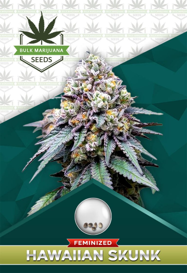 Hawaiian Skunk Strain Feminized