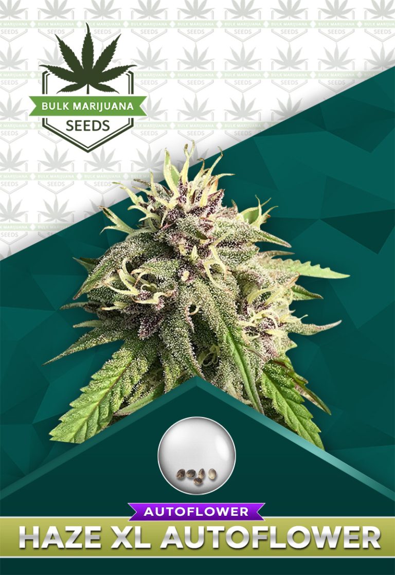 Haze XL