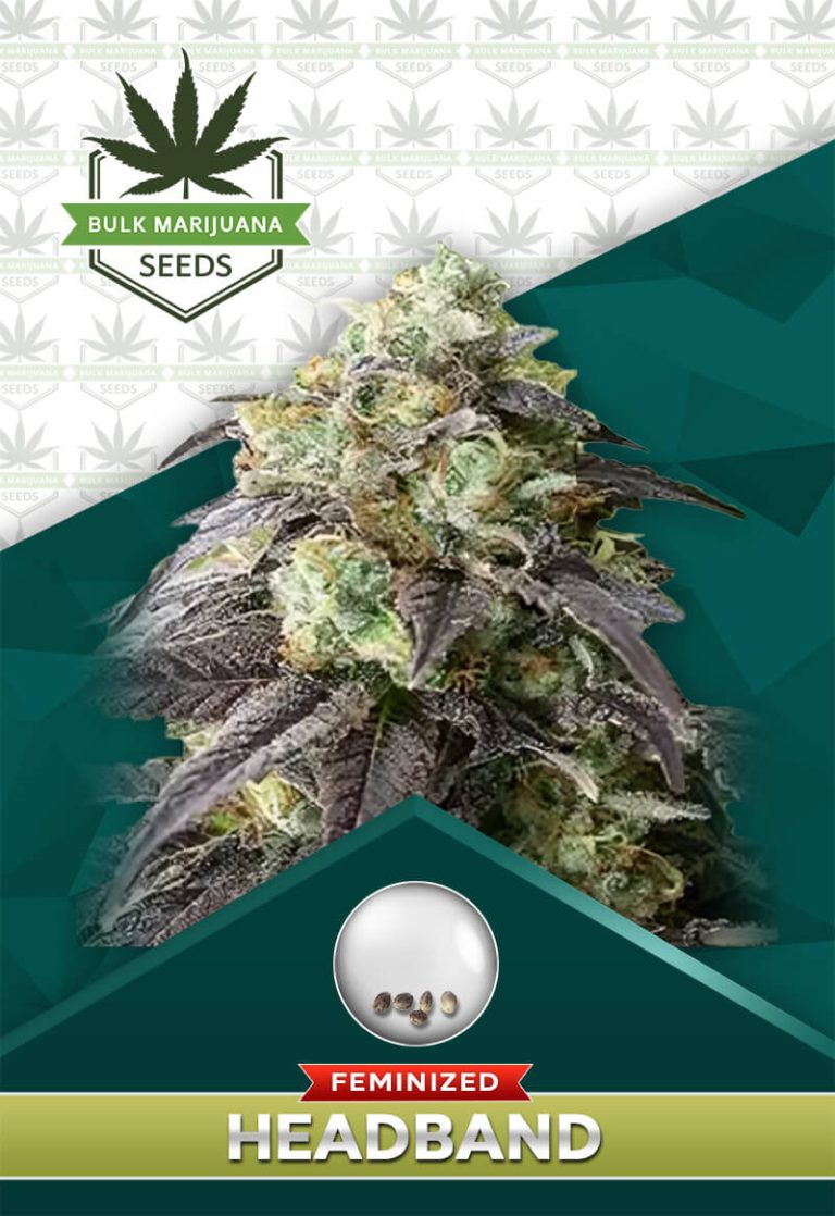 Headband Strain Feminized