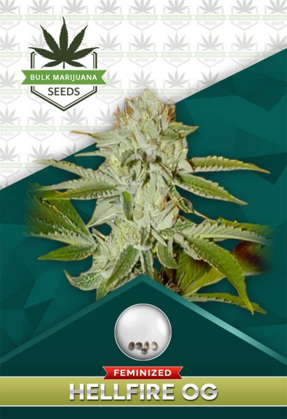 Hellfire OG Strain Feminized