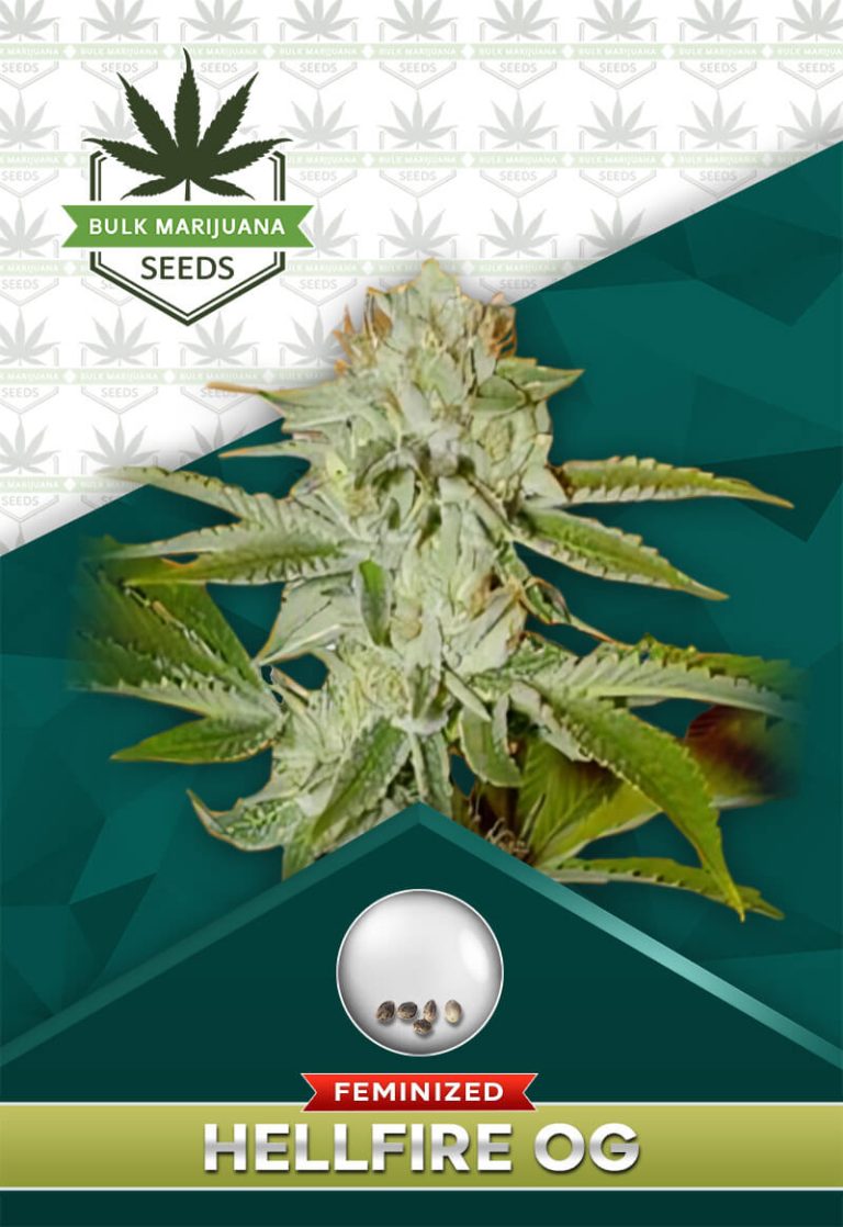 Hellfire OG Strain Feminized