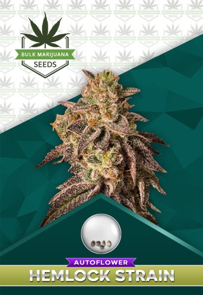 Hemlock Strain