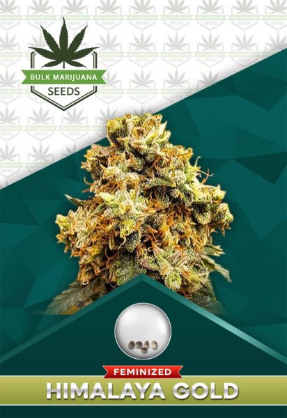 Himalaya Gold Strain Feminized