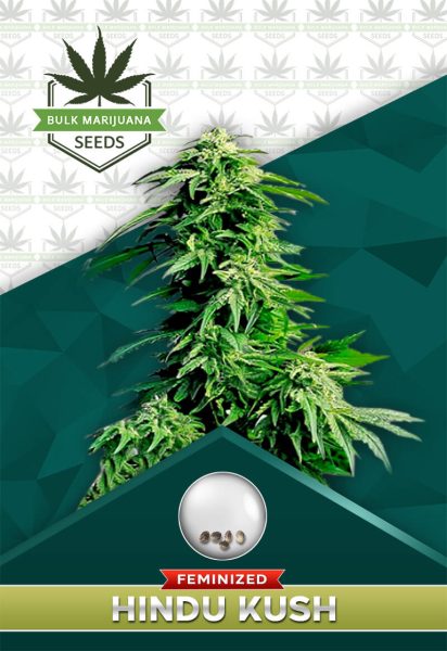 Hindu Kush Feminized