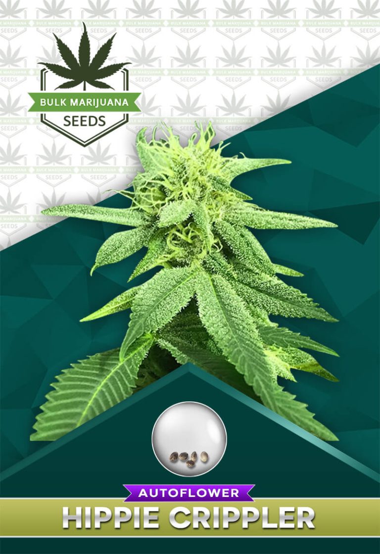 Hippie Crippler Strain