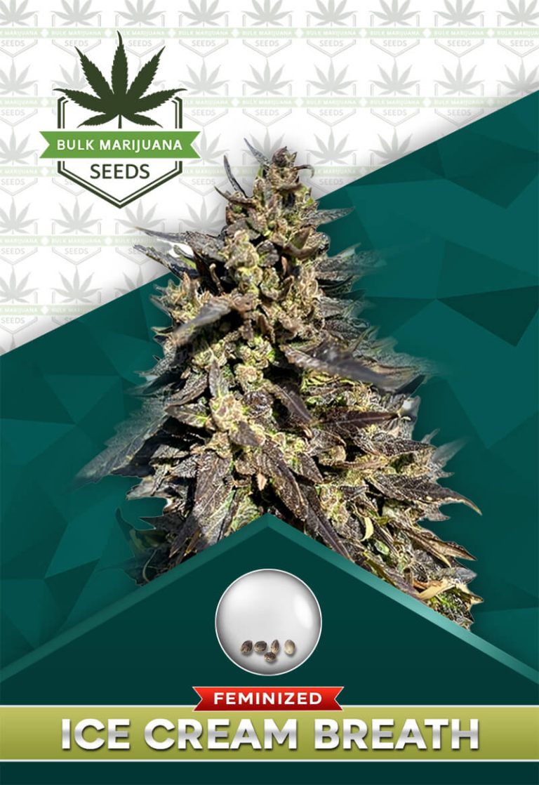 Ice Cream Breath Strain Feminized