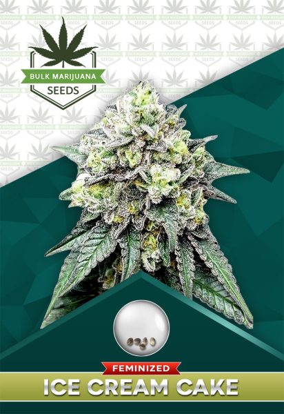 Ice Cream Cake Strain Feminized