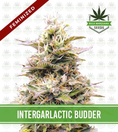 InterGarlactic Budder Strain Feminized