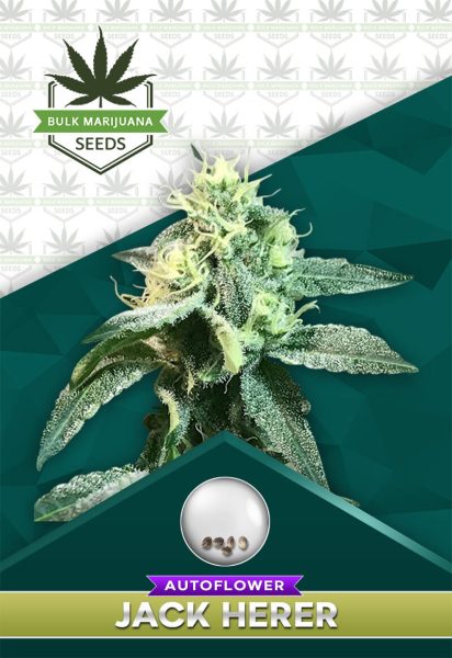 Jack Herer Strain