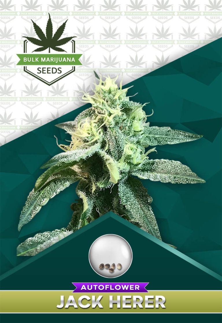 Jack Herer Strain